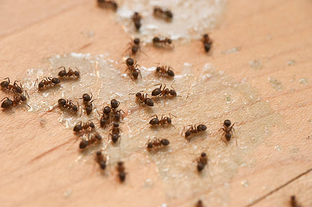 Best Ant Control Services  in Naval Academy, MD